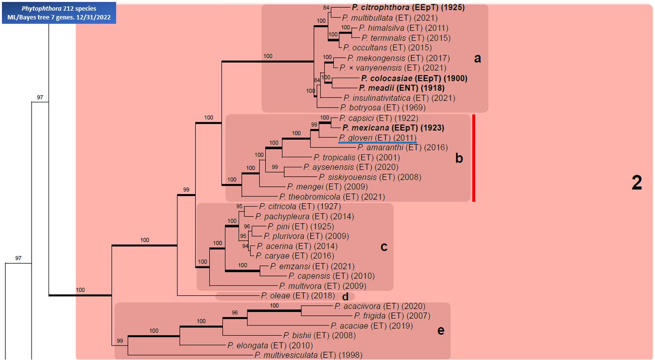    Phytophthora  spp. in subclade 2b:  portion of the seven-loci ML phylogeny featuring the type cultures of 212 described species (by T. Bourret). Notice the position of   P. gloveri  Ex-type CBS 121969= Samp;T BL 36 . Gloria Abad, USDA Samp;T.
